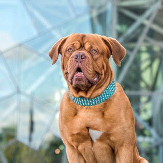 Lapis Azure Diamond Big Dog Collar